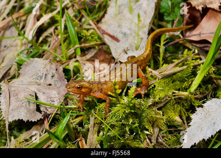 Montandon's newt, Carpathian newt (Lissotriton montandoni, Triturus montandoni), female on the way to the spawning pond, Romania, Karpaten Stock Photo
