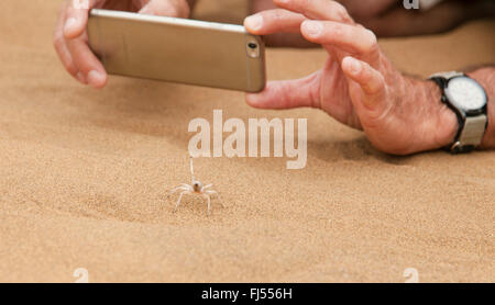 White Lady (Leucorchestris arenicola), guide taking pictures with his mobile phone of the typical behaviour of the Dancing White Lady Spider, Namibia, Dorob National Park, Swakopmund Stock Photo