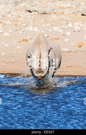 black rhinoceros, hooked-lipped rhinoceros, browse rhinoceros (Diceros bicornis), walking quickly in shallow water of a water hole, Namibia, Etosha National Park, Naumutoni Stock Photo