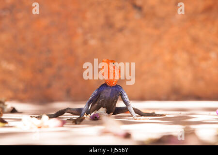 Common agama, Red-headed rock agama (Agama agama), male sitting on the ground between falling down blossoms , Namibia, Windhoek Stock Photo