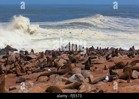 South African fur seal, Cape fur seal (Arctocephalus pusillus pusillus, Arctocephalus pusillus), seal colony at the coast, high waves in the background, Namibia, Cape Cross seal reserve, Cape Cross seal reserve Stock Photo