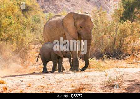 Desert elephant, Desert-dwelling elephant, African elephant (Loxodonta africana africana), Desert cow elephant with elephant calf at the dried up riverbed of the Huab River, Namibia, Damaraland Stock Photo