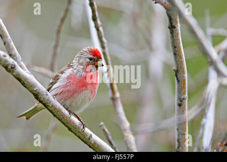 redpoll, common redpoll (Carduelis flammea, Acanthis flammea), male sitting in a tree, Norway, Vengsoya Stock Photo
