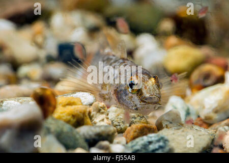 marble goby (Oxyeleotris marmorata, Eleotris marmorata), juvenile, hunts Daphnias Stock Photo