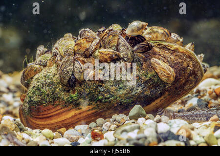 Zebra mussel, Many-shaped dreissena, Freshwater mussel (Dreissena polymorpha), dense population on a painter's mussel Stock Photo
