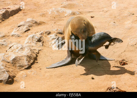 South African fur seal, Cape fur seal (Arctocephalus pusillus pusillus, Arctocephalus pusillus), fur seal mother carrying her young animal in the mouth, Namibia, Cape Cross seal reserve Stock Photo