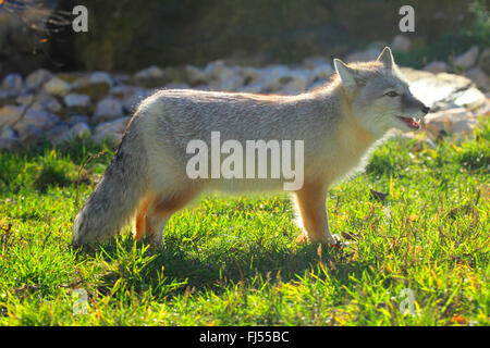 Corsac fox (Vulpes corsac), in outdoor-enclosure Stock Photo
