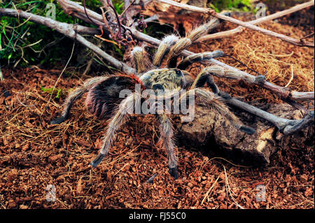 Chile Gold Burst (Euathlus parvulus, Paraphysa parvula), in terrarium, Chile Stock Photo