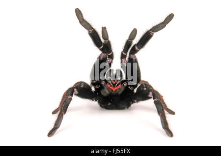 Indian violet tarantula (Chilobrachys fimbriatus), in defense posture, cut-out Stock Photo