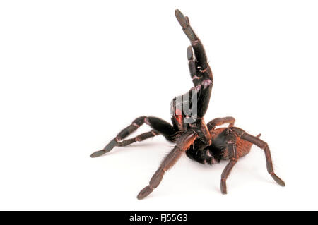 Indian violet tarantula (Chilobrachys fimbriatus), in defense posture, cut-out Stock Photo