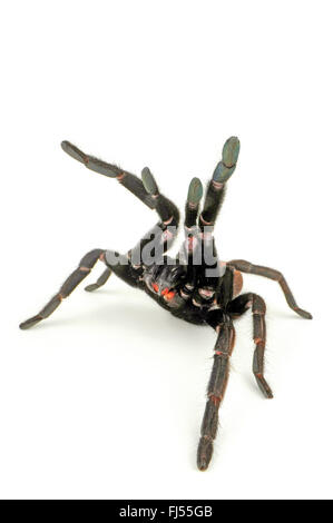 Indian violet tarantula (Chilobrachys fimbriatus), in defense posture, cut-out Stock Photo