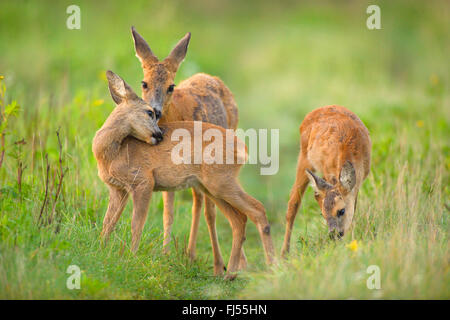 roe deer (Capreolus capreolus), doe with two fawns, Germany, Brandenburg Stock Photo