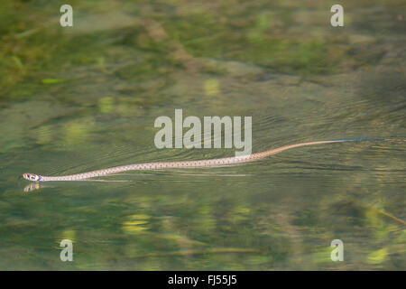 grass snake (Natrix natrix), swims in a brook, Germany, Bavaria, Oberpfalz Stock Photo