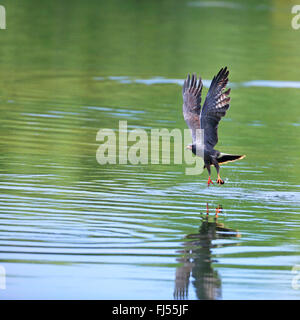 everglade kite (Rostrhamus sociabilis), male flying off from the water with an apple snail , USA, Florida Stock Photo