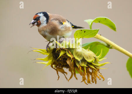Eurasian goldfinch (Carduelis carduelis), sitting on a withered sunflower and eatting, side view, Germany, Brandenburg Stock Photo