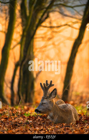 roe deer (Capreolus capreolus), buck rests in forest, horns with velvet, Germany, Brandenburg Stock Photo