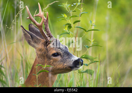 roe deer (Capreolus capreolus), buck, portrait, Germany, Brandenburg Stock Photo