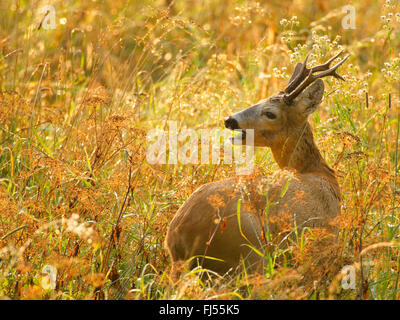 roe deer (Capreolus capreolus), buck in a meadow, Germany, Brandenburg Stock Photo