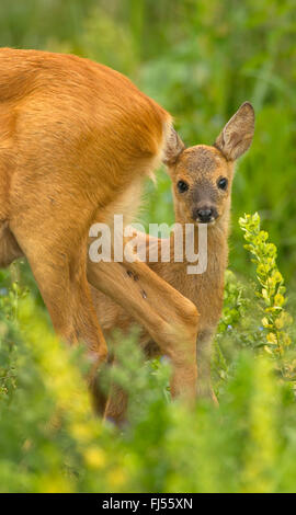 roe deer (Capreolus capreolus), fawn with its mother, Germany, Brandenburg Stock Photo