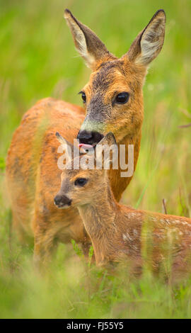 roe deer (Capreolus capreolus), doe licking caringly the head of its fawn, Germany, Brandenburg Stock Photo