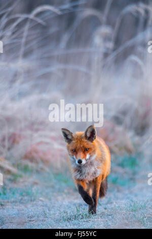 red fox (Vulpes vulpes), walks in a meadow with hoar frost, Germany, Brandenburg