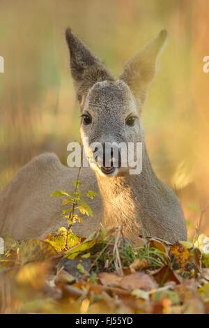 roe deer (Capreolus capreolus), fawn lying on the ground, Germany, Brandenburg Stock Photo