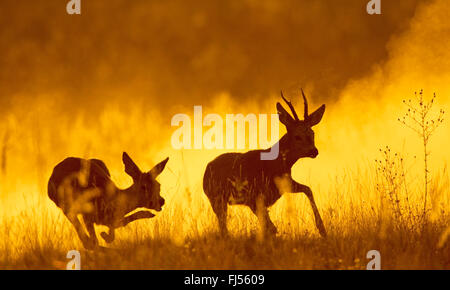roe deer (Capreolus capreolus), roe buck and doe escaping in the evening light, Germany, Brandenburg
