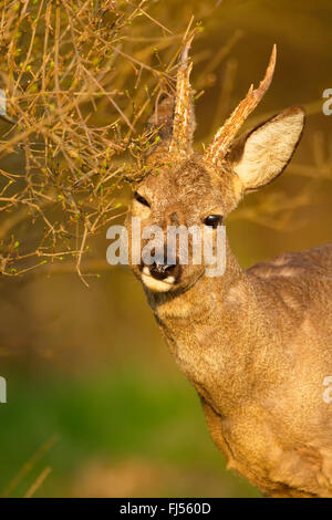 roe deer (Capreolus capreolus), buck marking a shrub, Germany, Brandenburg Stock Photo