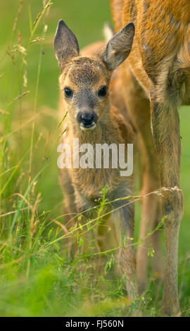 roe deer (Capreolus capreolus), fawn with its mother, front view, Germany, Brandenburg Stock Photo