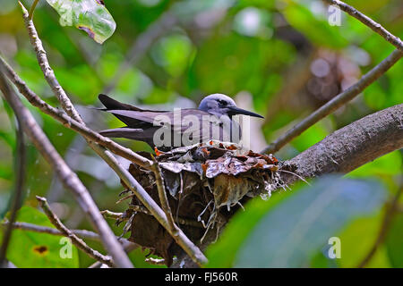 Lesser noddy (Anous tenuirostris), sitting on a nest, side view, Seychelles, Cousin island Stock Photo