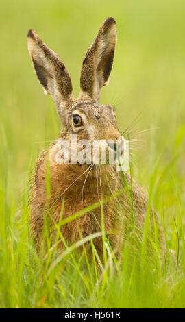 European hare, Brown hare (Lepus europaeus), sits in a meadow, Germany, Brandenburg Stock Photo