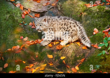 snow leopard (Uncia uncia, Panthera uncia), leopard cub  on mossy stones, side view Stock Photo