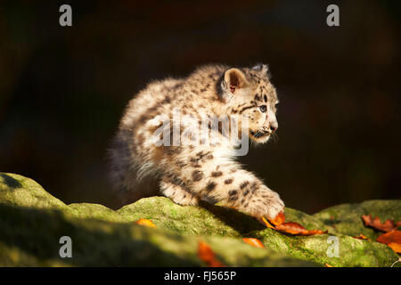 snow leopard (Uncia uncia, Panthera uncia), leopard cub on mossy stones, half-length portrait Stock Photo