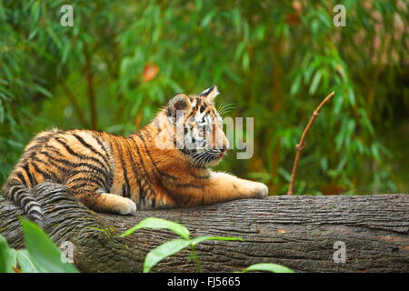 Siberian tiger, Amurian tiger (Panthera tigris altaica), tiger cub lying on a tree trunk Stock Photo