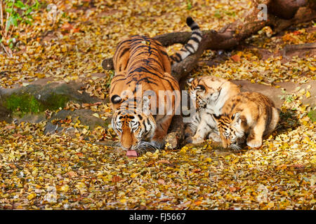 Siberian tiger, Amurian tiger (Panthera tigris altaica), tigress with two cubs in autum foliage Stock Photo