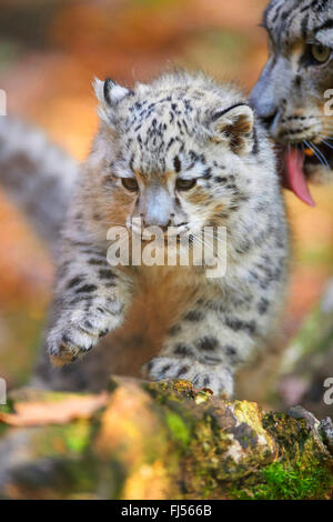 snow leopard (Uncia uncia, Panthera uncia), leopard cub is cleaned by the mother