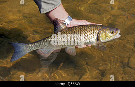 chub (Leuciscus cephalus), man presenting a freshly caught chub, Germany Stock Photo