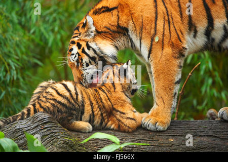 Siberian tiger, Amurian tiger (Panthera tigris altaica), tigress grooming her cub Stock Photo