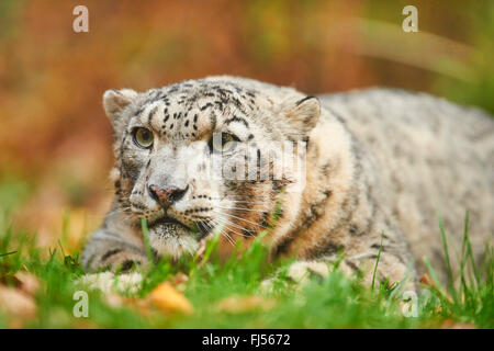 snow leopard (Uncia uncia, Panthera uncia), leopardess lying in a meadow Stock Photo