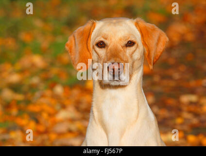 mixed breed dog (Canis lupus f. familiaris), Labrador Magyar Vizsla mixed breed dog sitting in autumn foliage, Germany Stock Photo