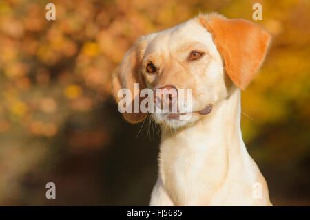 mixed breed dog (Canis lupus f. familiaris), Labrador Magyar Vizsla mixed breed dog in autumn, portrait, Germany