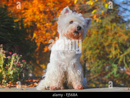 West Highland White Terrier, Westie (Canis lupus f. familiaris), nine years old male dog sitting in a park on a wall, Germany Stock Photo