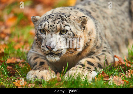 snow leopard (Uncia uncia, Panthera uncia), leopardess lying in a meadow Stock Photo