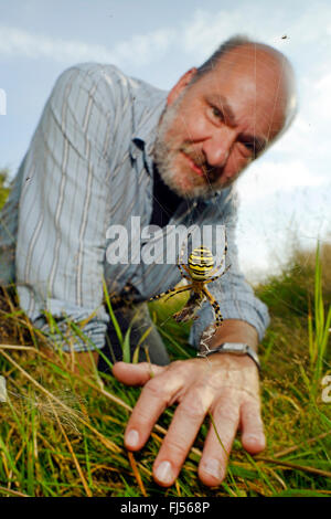 Black-and-yellow argiope, Black-and-yellow garden spider (Argiope bruennichi), biologist observing a wasp spider, Germany, Bergisches Land, Wuppertal Stock Photo