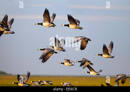barnacle goose (Branta leucopsis), flying troop, side view, Netherlands, Frisia Stock Photo