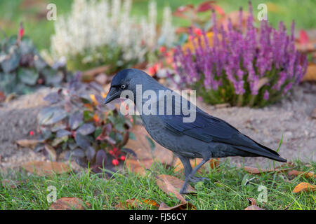 jackdaw (Corvus monedula), on the feed, Germany, Bavaria, Niederbayern, Lower Bavaria Stock Photo