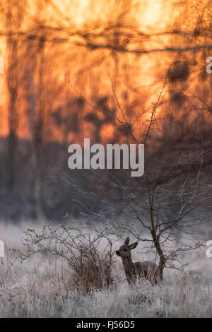 roe deer (Capreolus capreolus), doe in winter, Germany, Brandenburg Stock Photo