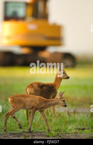 roe deer (Capreolus capreolus), doe with fawn in a meadow, excavator in the background, Germany, Brandenburg Stock Photo