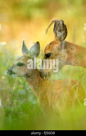 roe deer (Capreolus capreolus), doe licking caringly the neck of its fawn, side view, Germany, Brandenburg Stock Photo