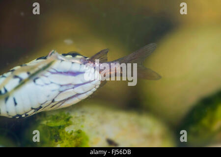 grass snake (Natrix natrix), feeds a fish under water, Germany, Bavaria, Niederbayern, Lower Bavaria Stock Photo